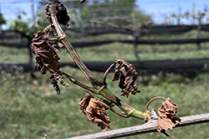 grapevine in field with wilted leaves caused by frost damage