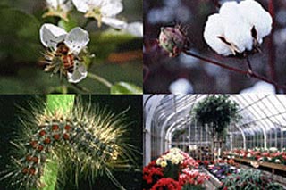 Plant and Industry Services